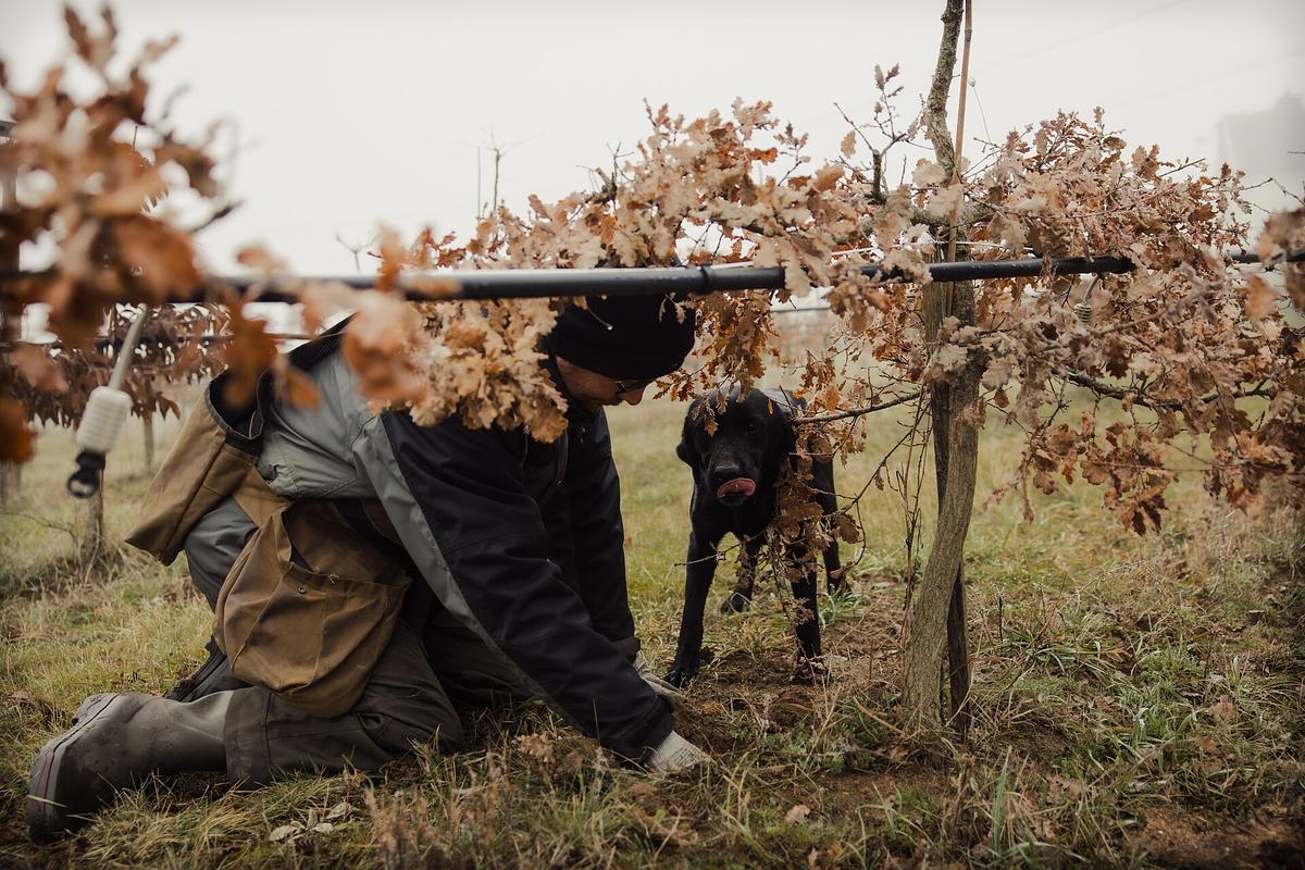 Chien truffier au travail à la Truffière de Cément