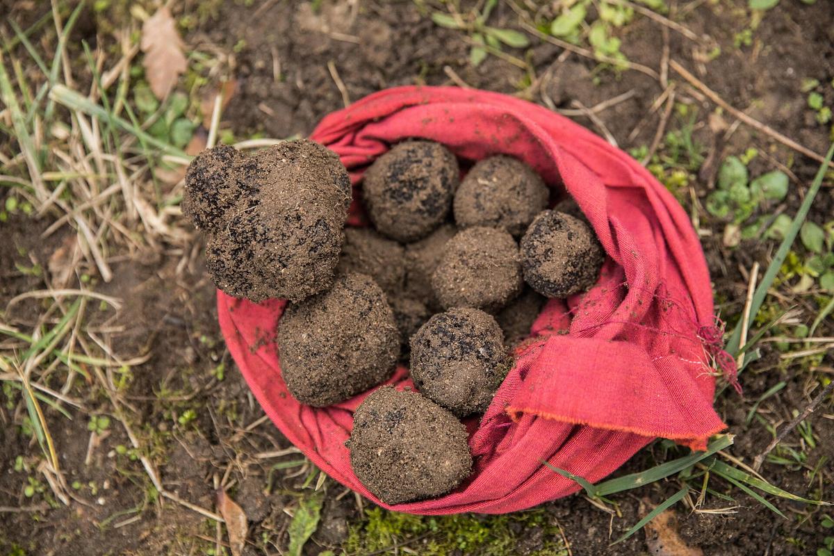 Brouillade à la truffe