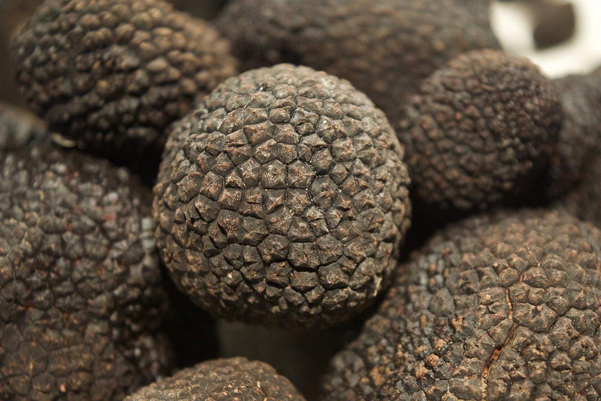 Sandre au beurre blanc truffé